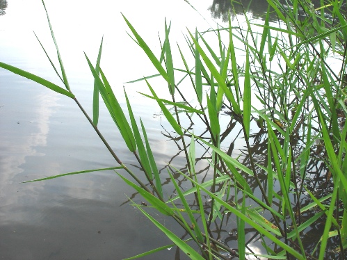 ارزن جویباری